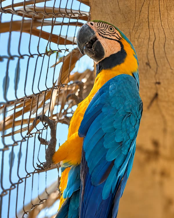 Arara-canindé azul e amarela pendurada na tela do viveiro