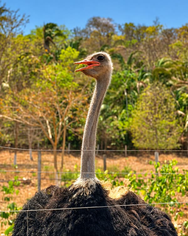 Avestruz de pescoço comprido atrás da cerca de arame