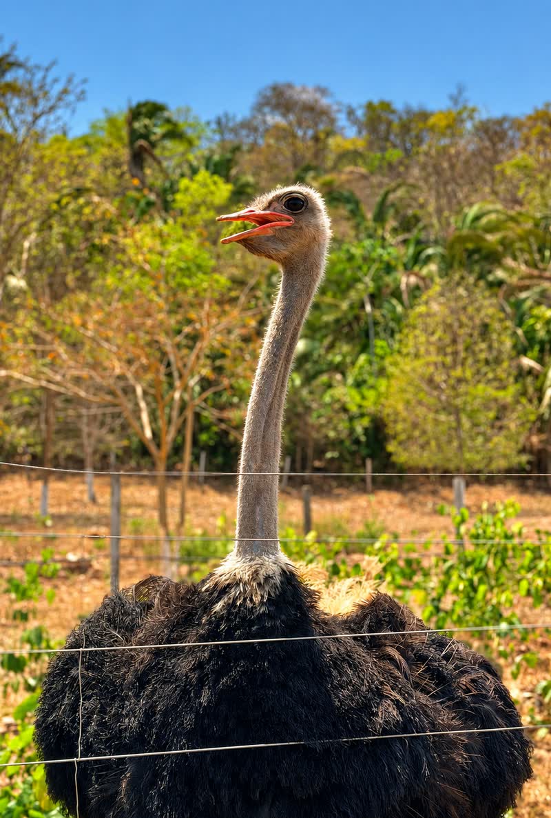 Avestruz de pescoço comprido do outro lado da cerca, com o mato do cerrado ao fundo
